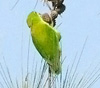 Весенний весячий попугайчик. Фото С. Елисеев