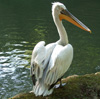 пеликан кудрявый