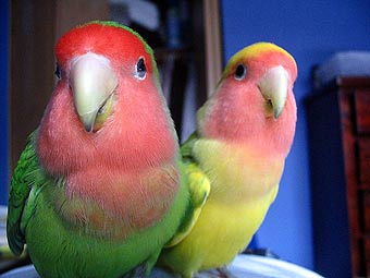Попугаи-неразлучники. Фото пользователя Ajit S. с сайта wikipedia.org 