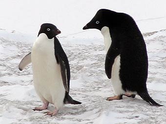 Пара пингвинов Адели. Фото с сайта uwosh.edu