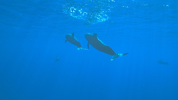 черные дельфины