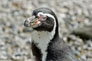 Пингвины Дублинского зоопарка