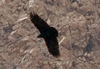 Трубастый ворон. Фото С. Елисеев
