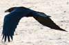 Пустынный ворон. Фото С. Елисеев
