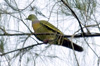 Оранжевогрудый зеленый голубь. Фото С. Елисеев