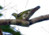 Толстоклювый зеленый голубь. Фото С. Елисеев