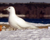 Чайка белая. Фото с сайта ru.wikipedia.org