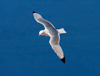 Чайка трехпалая. Фото с сайта ru.wikipedia.org