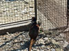 Северокавказкий обык. фазан. Фото В.Шипулин