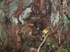 Гнездо черного дрозда. Фото В.Шипулин