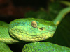 Змея Bothriechis lateralis. Фото пользователя Patrick Gijsbers с сайта wikipedia.org
