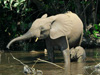 Африканский лесной слон. Фото Thomas Breuer