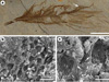 Перо одного из ящеров (а) и меланосомы под электронным микроскопом (b, c). Фото авторов исследования