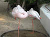 Спящие фламинго. Фото с сайта true-dubai.com