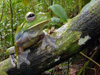Одна из обнаруженных лягушек. Фото с сайта conservation.org 