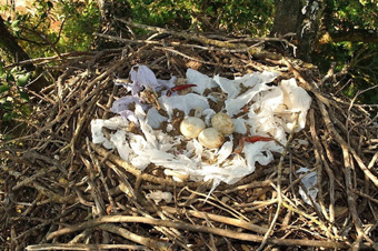 Гнездо.Фото с сайта www.zn.ua