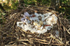 Гнездо.Фото с сайта www.zn.ua
