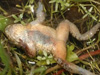 Жаба-повитуха, погибшая от инфекции грибка Batrachochytrium dendrobatidis. Фото с сайта Имперского колледжа Лондона