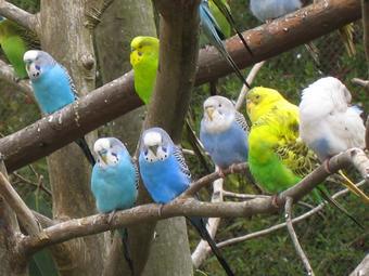 Волнистые попугайчики. Фото пользователя Kurt Shaped Box с сайта Википедии