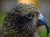 Попугай кеа. Фото Paul Reynolds с сайта wikipedia.org