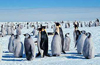 Колония императорских пингвинов. Фото пользователя Laurens с сайта wikipedia.org