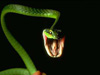 Змея. Фото с сайта villanova.edu