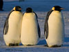 Императорские пингвины. Фото пользователя Ehquionest 