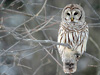 Пестрая неясыть. Фото Barred Owl -- Whitby, Ontario, Canada, 2005 January MdF