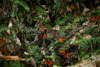 бабочка монарх (ванаида монарх). Фото с сайта flickr.com