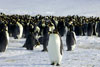 Пингвины. Фото: Martin Passingham / Reuters