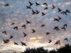Птицы. Фото с сайта news.am