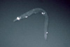 Микроскопический круглый червь. Фото: Rockfeller University