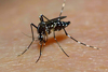 Aedes aegypti. Фото: H. Schmidbauer / Globallookpress.com 