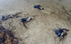 Мертвые птицы. Фото с сайта www.2000.ua