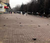 Мертвые голуби. Фото с сайта mosregtoday.ru