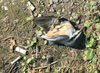 Погибший поползень. Фото с сайта deita.ru
