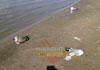 Погибшие чайки. Фото (сщцсети) с сайта bk55.ru 