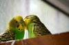 Самец и самка волнистого попугая. Фото с сайта terrnews.com