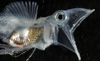 Черная ледяная рыба (Chaenocephalus aceratus). Фото с сайта hi-tech.mail.ru