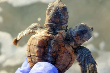 Двухголовая черепаха. Фото: страница Sea Turtle Patrol Hilton Head Island на Facebook 