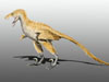 Внешний вид Bambiraptor feinbergi - вида, принимавшего участие в исследовании. Иллюстрация пользователя Nobu Tamura с сайта wikipedia.org