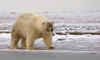 Гибрид белого медведя. Фото с сайта  The Guardian