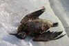Мертвый черный дрозд. Фото с сайта pravda.ru