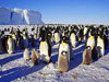 Королевские пингвины с птенцами.