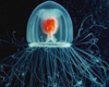 Медуза Turritopsis nutricula